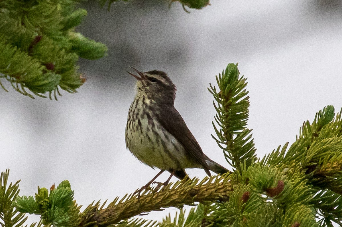 Northern Waterthrush - ML351895111