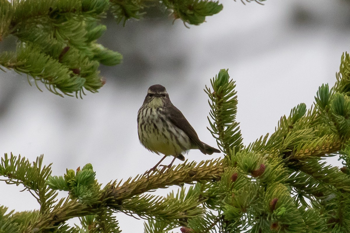 Northern Waterthrush - ML351895131