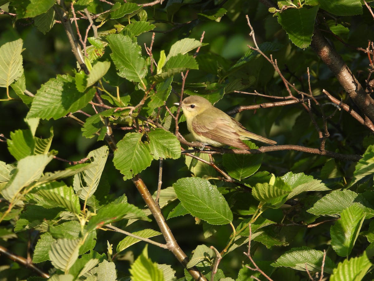 Vireo de Filadelfia - ML351897401