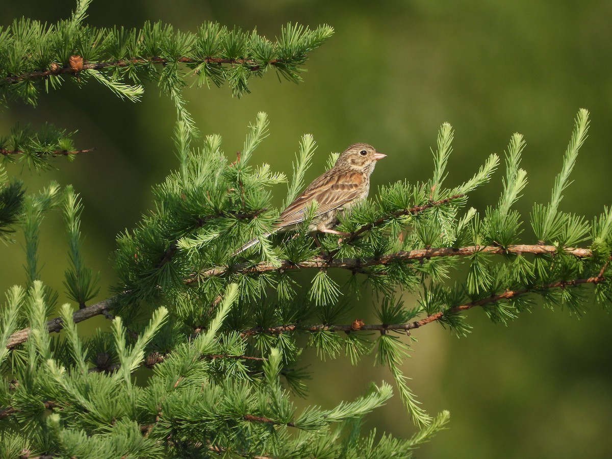 Vesper Sparrow - ML351897421