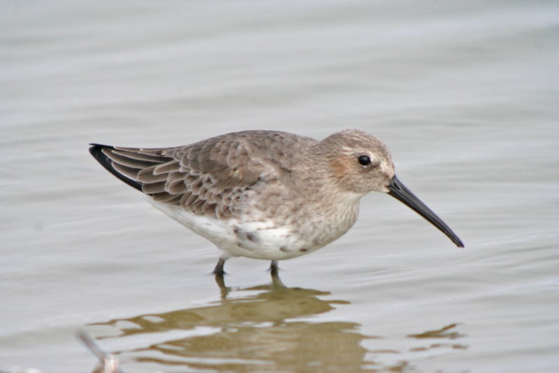 Dunlin - ML35189791