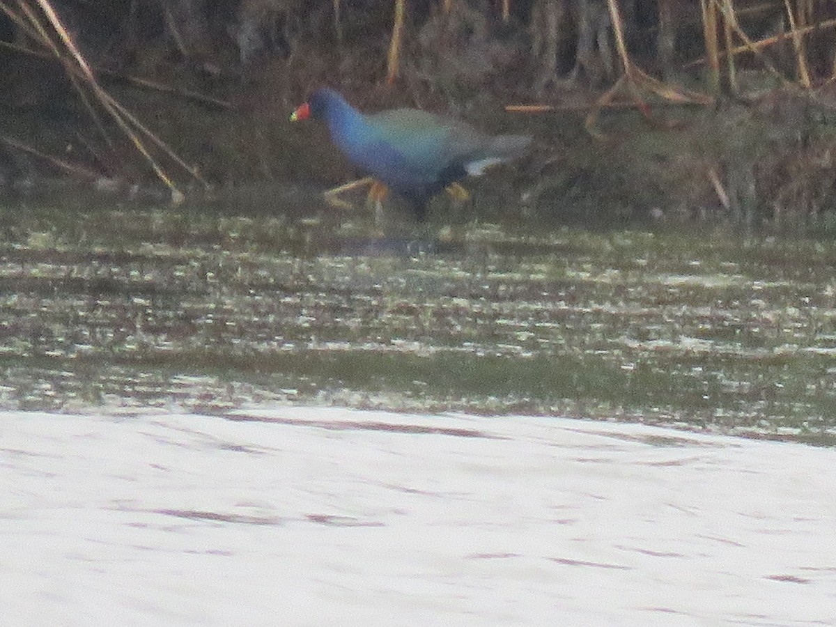 Purple Gallinule - ML351897921