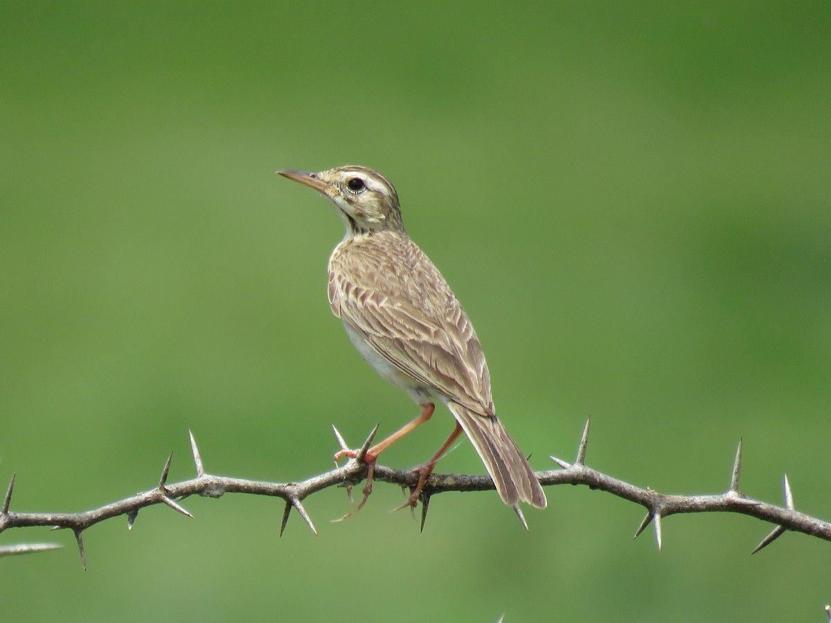 Richard's Pipit - ML351898071