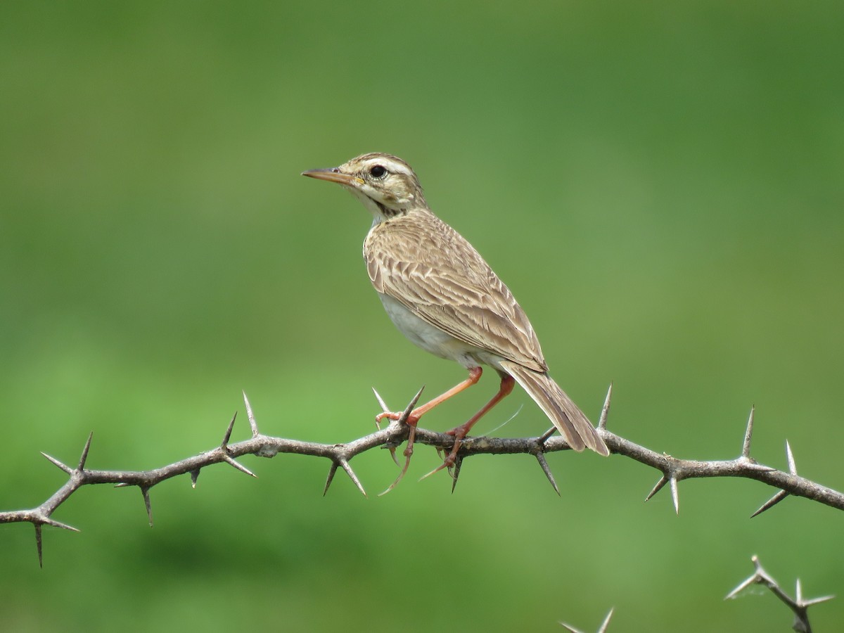 Richard's Pipit - ML351898091