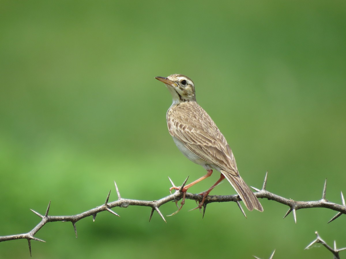 Richard's Pipit - ML351898101