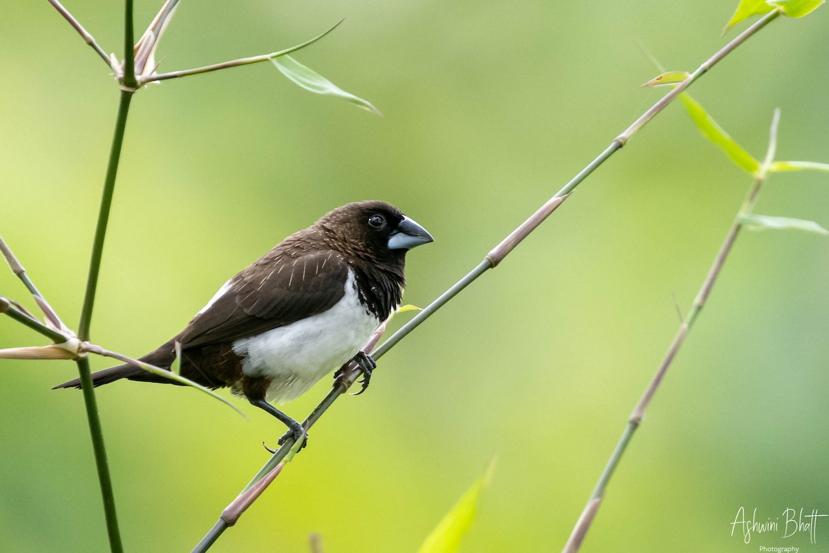 White-rumped Munia - Ashwini Bhatt