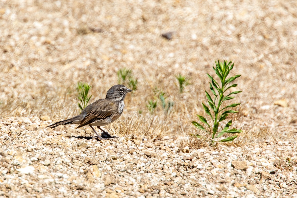 Bell's Sparrow - ML351900021