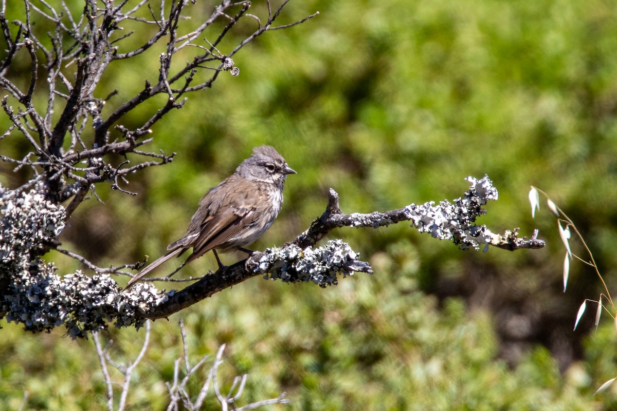 Bell's Sparrow - ML351900141