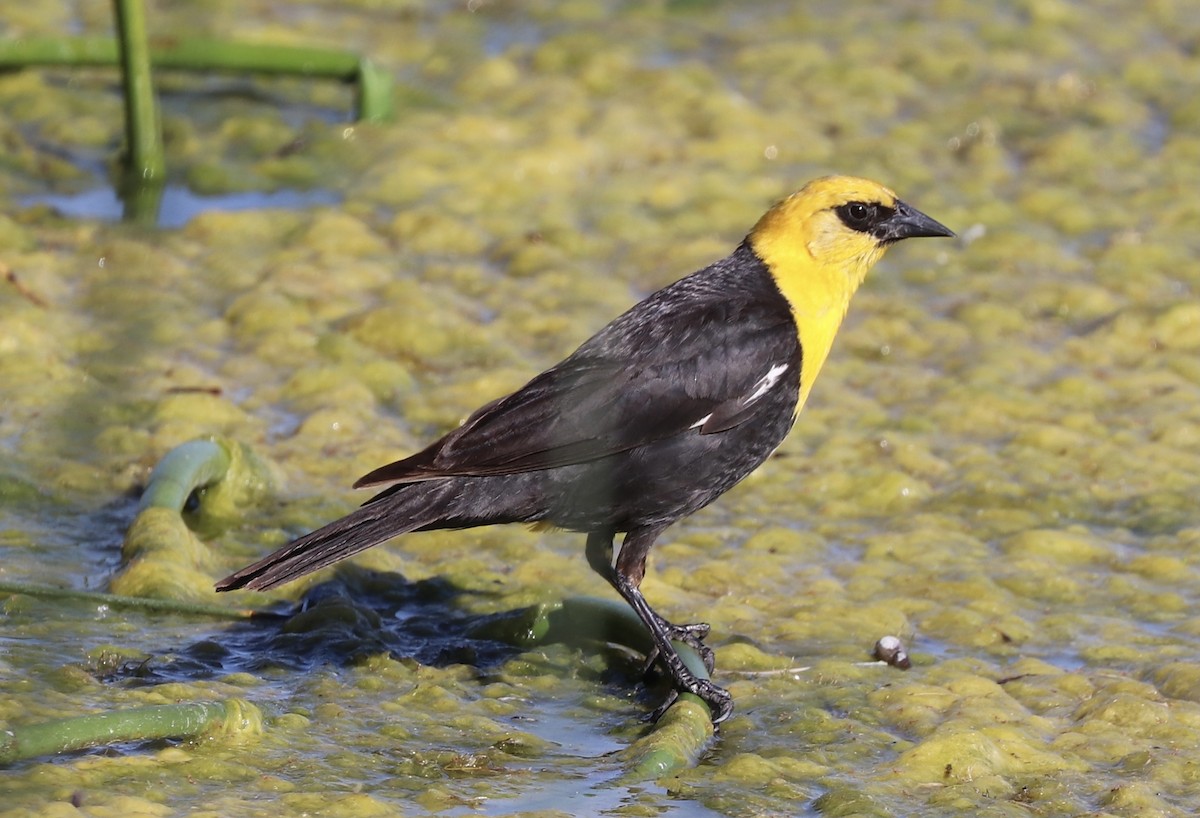 Yellow-headed Blackbird - Bob White