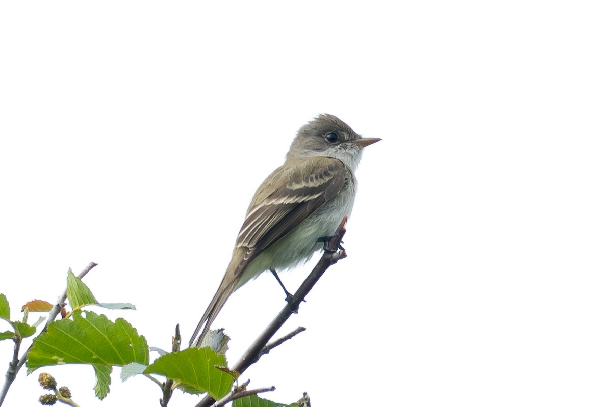 Willow Flycatcher - ML351902451