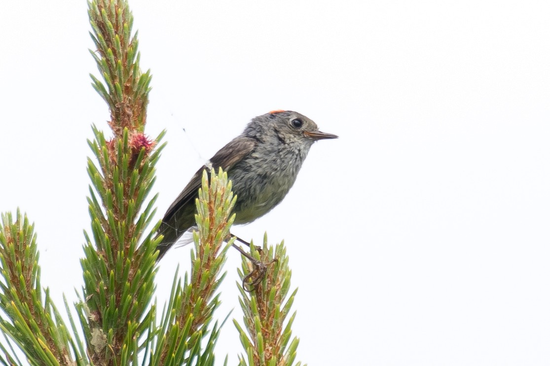 Ruby-crowned Kinglet - ML351902511