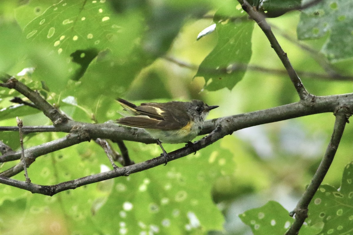 American Redstart - ML351902841