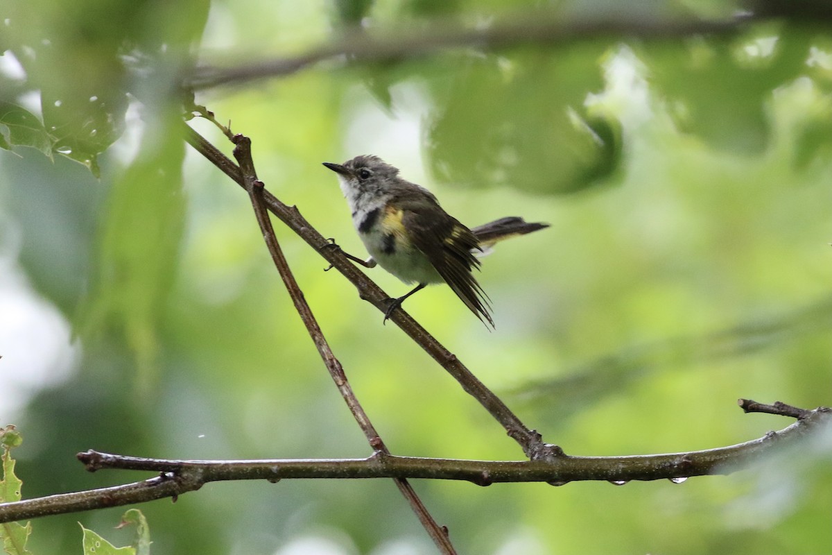 American Redstart - ML351902851