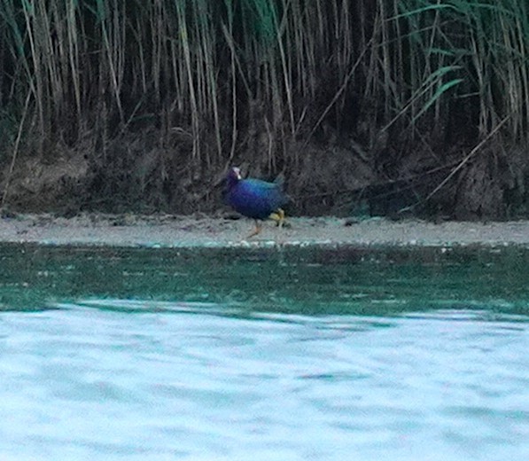 Purple Gallinule - ML351903281