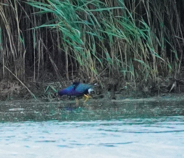Purple Gallinule - ML351903291
