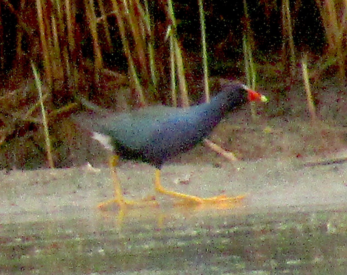 Purple Gallinule - ML351903301