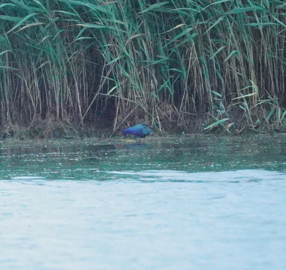 Purple Gallinule - ML351903311