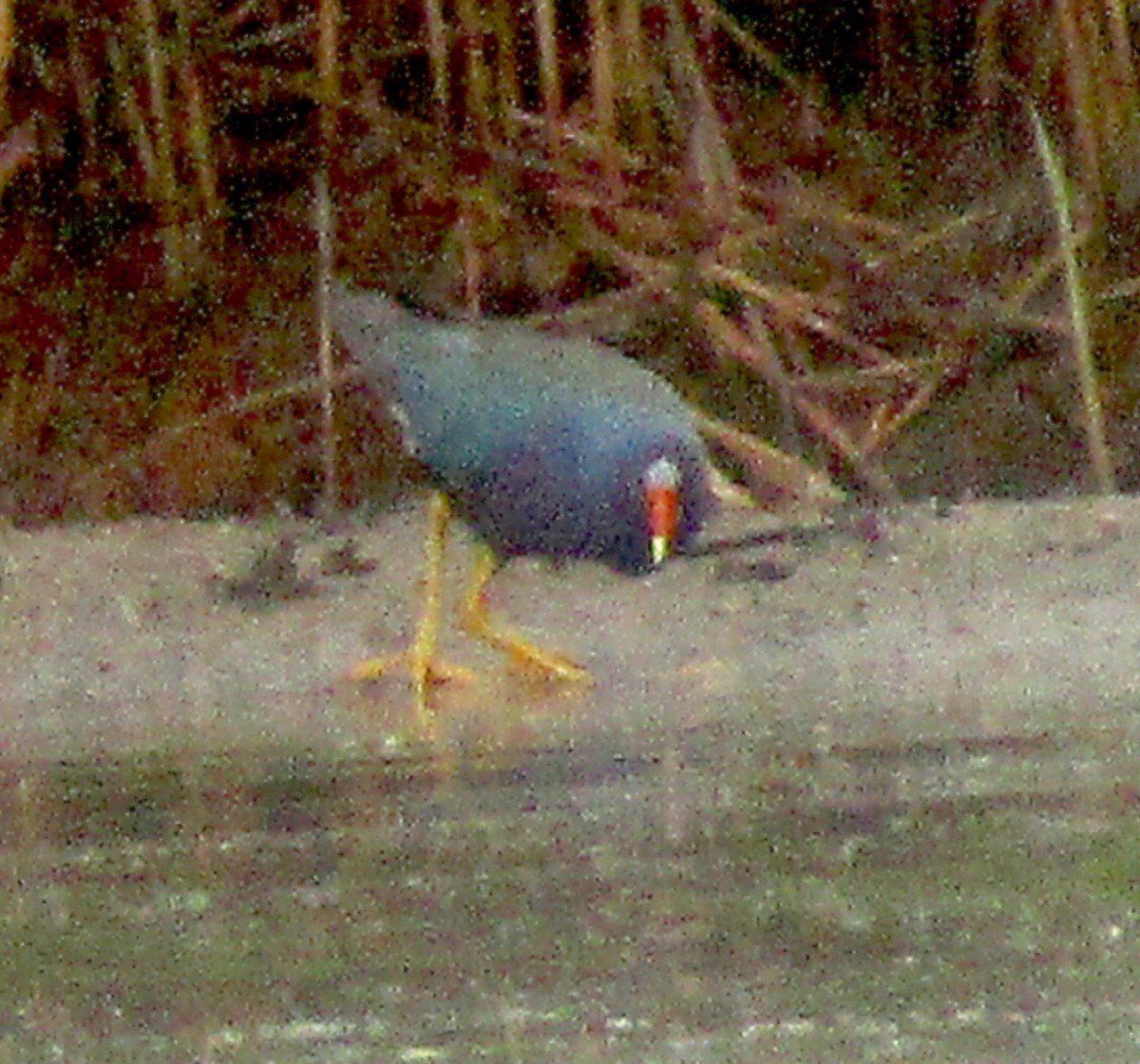 Purple Gallinule - ML351903321