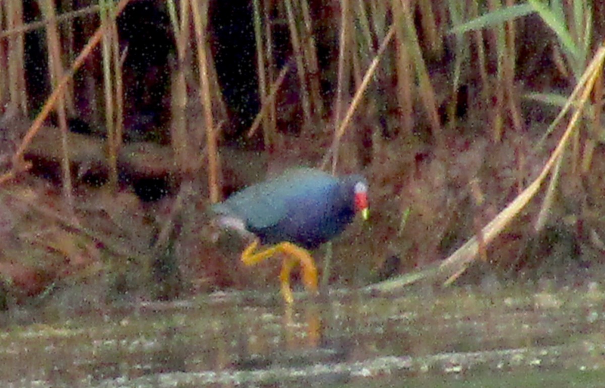 Purple Gallinule - ML351903341