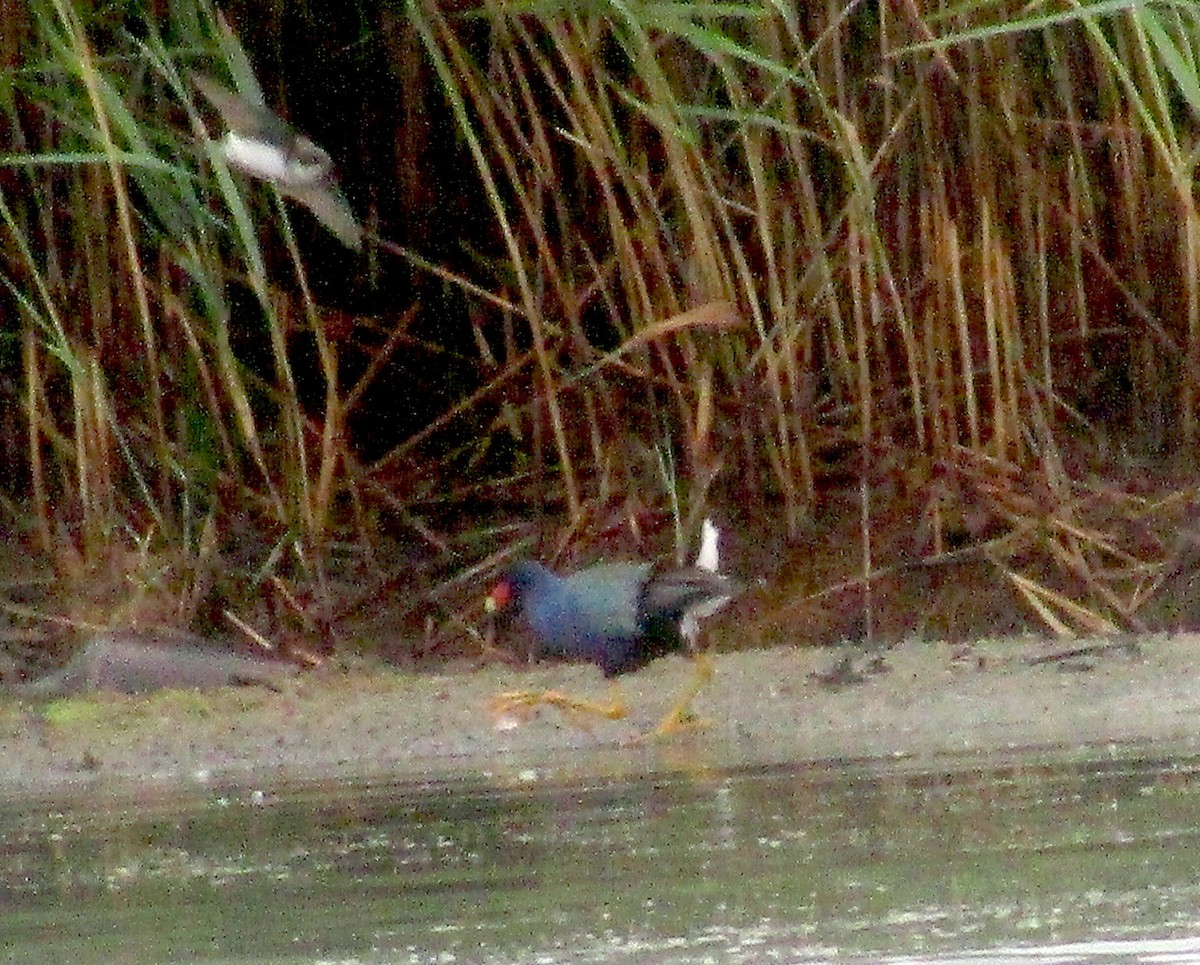 Purple Gallinule - ML351903351