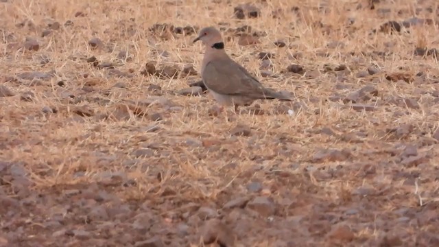 Mourning Collared-Dove - ML351903951