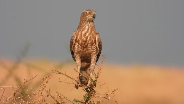 Dark Chanting-Goshawk - ML351904311