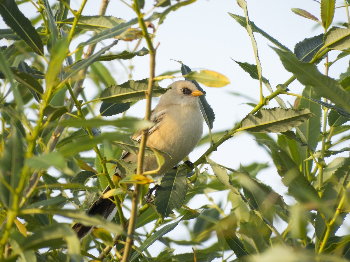 Bearded Reedling - ML351904321