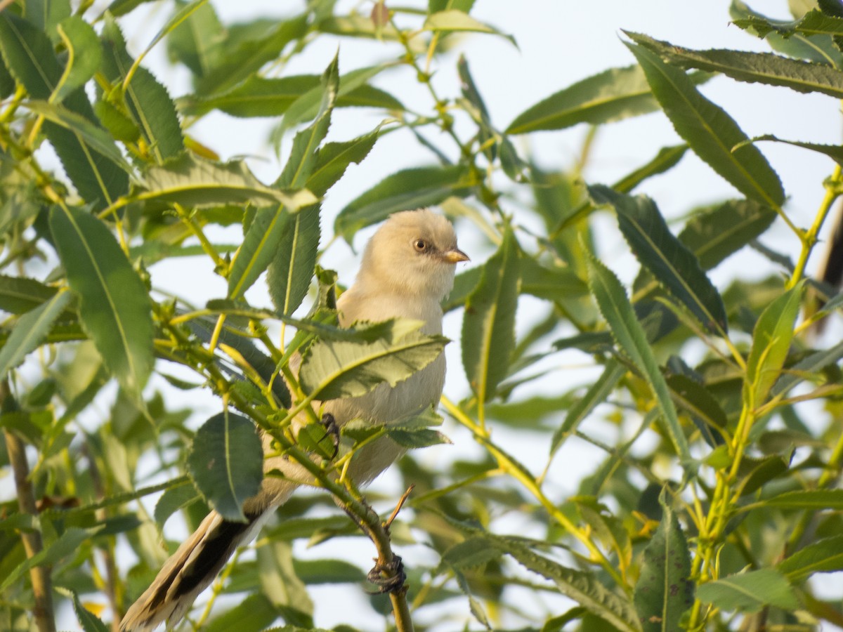 Bearded Reedling - ML351904361