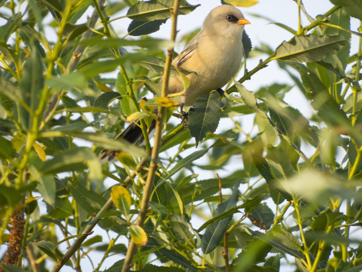 Bearded Reedling - ML351904411