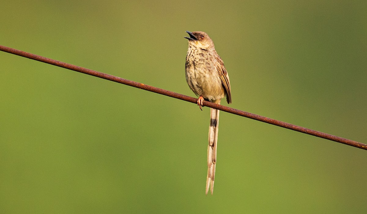 Himalayan Prinia - Vinit Bajpai