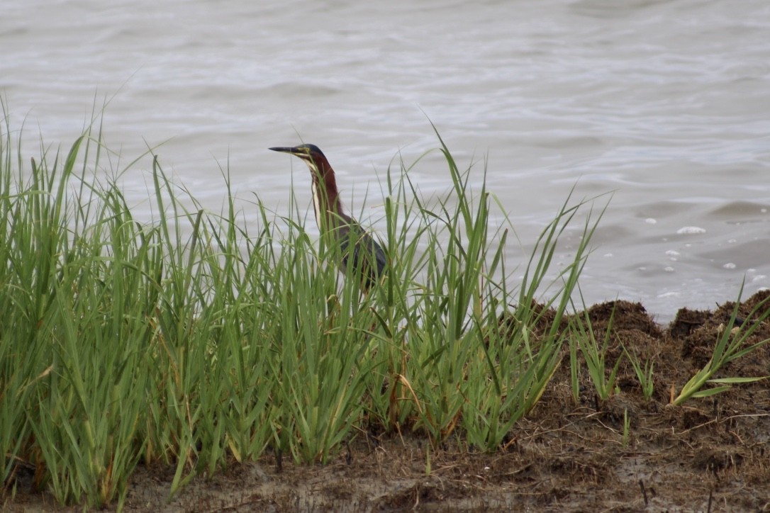 Green Heron - ML351905531