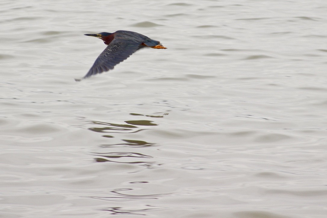 Green Heron - ML351905541