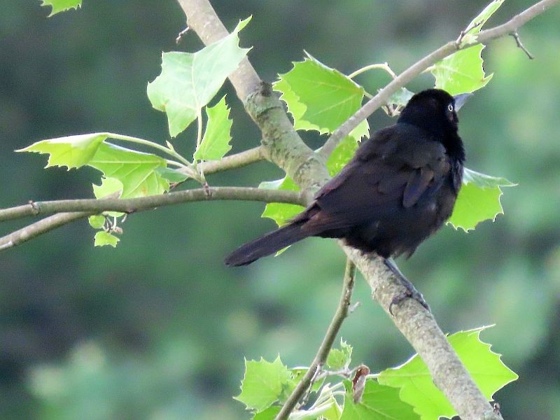 Common Grackle - ML351905801