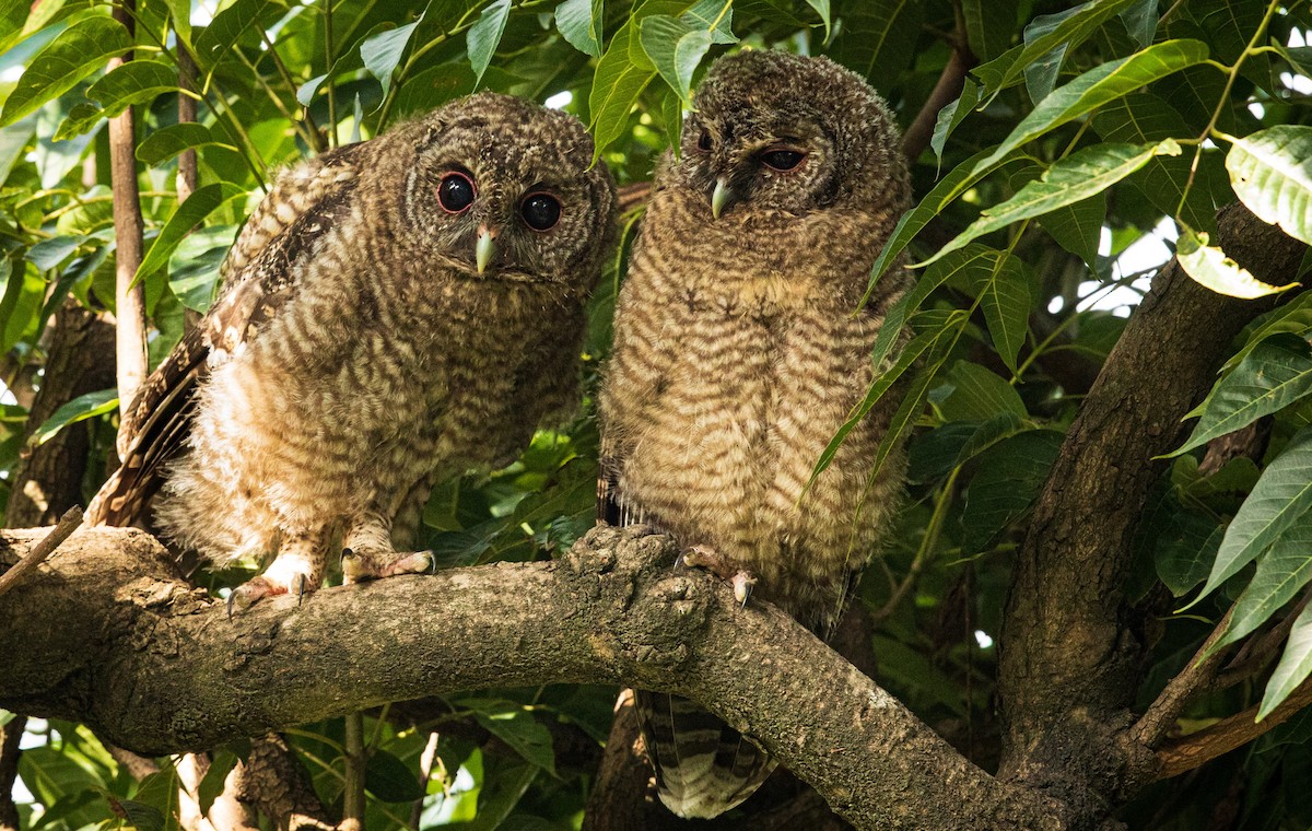 Himalayan Owl - ML351906241