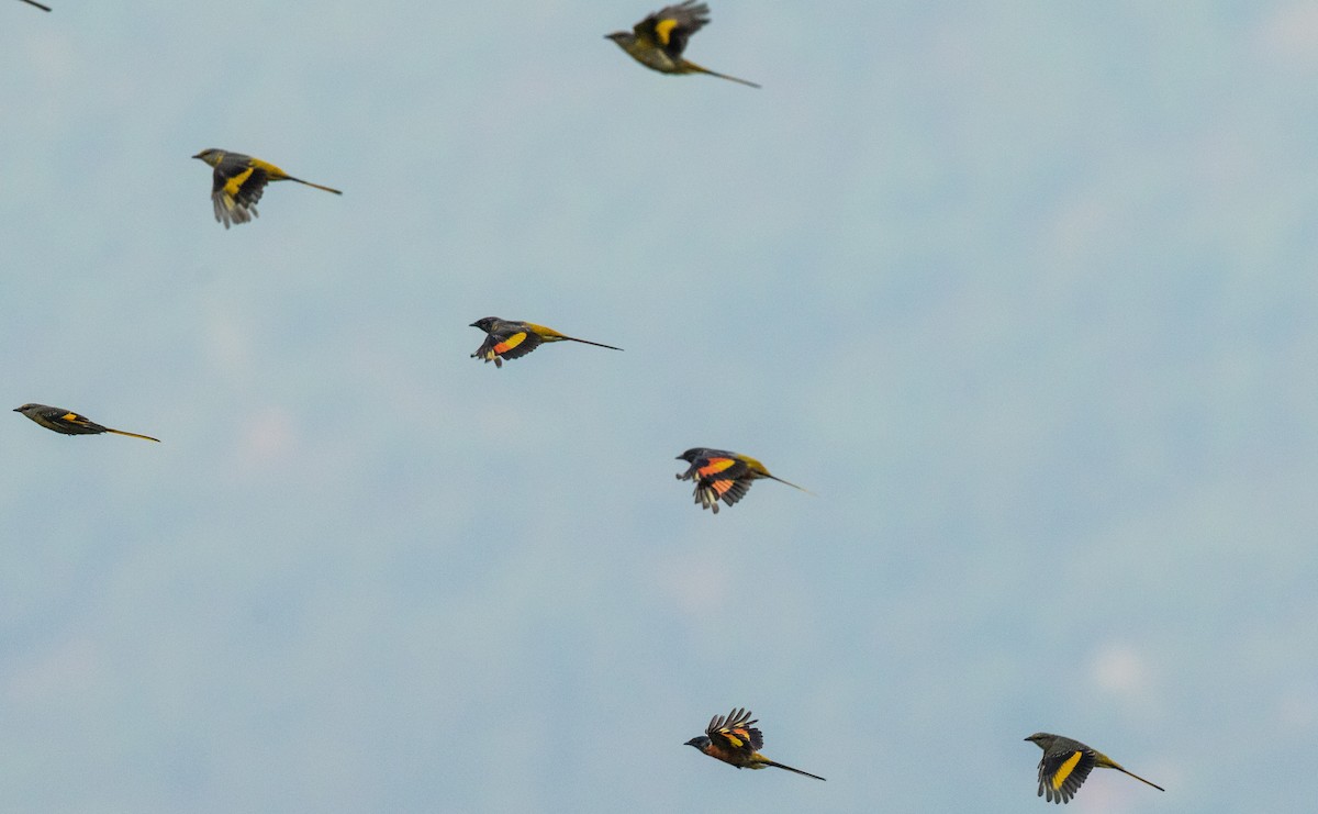 Long-tailed Minivet - ML351906411