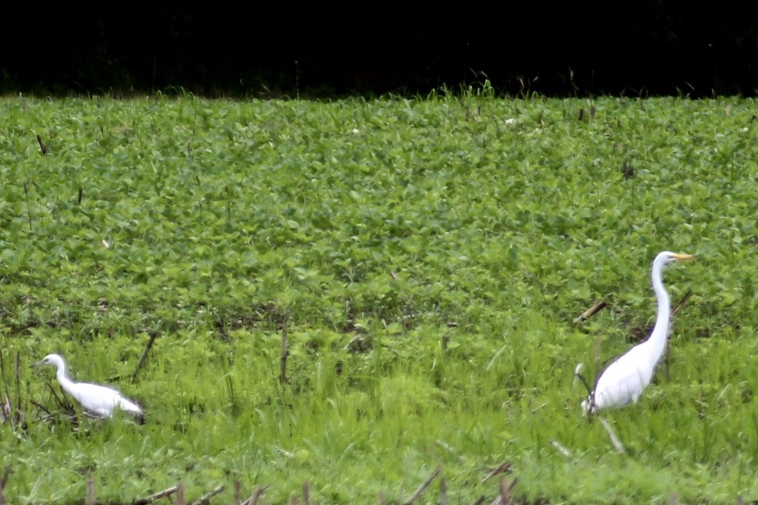 Little Blue Heron - ML351906521
