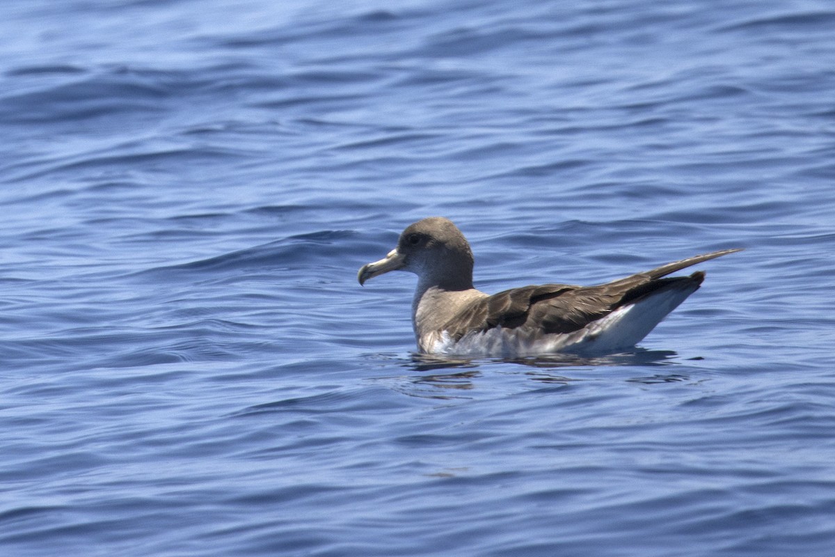 Cory's/Scopoli's Shearwater - ML351906991