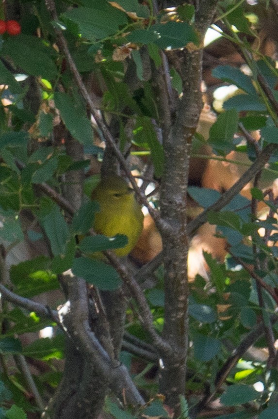 Orange-crowned Warbler - ML35190731