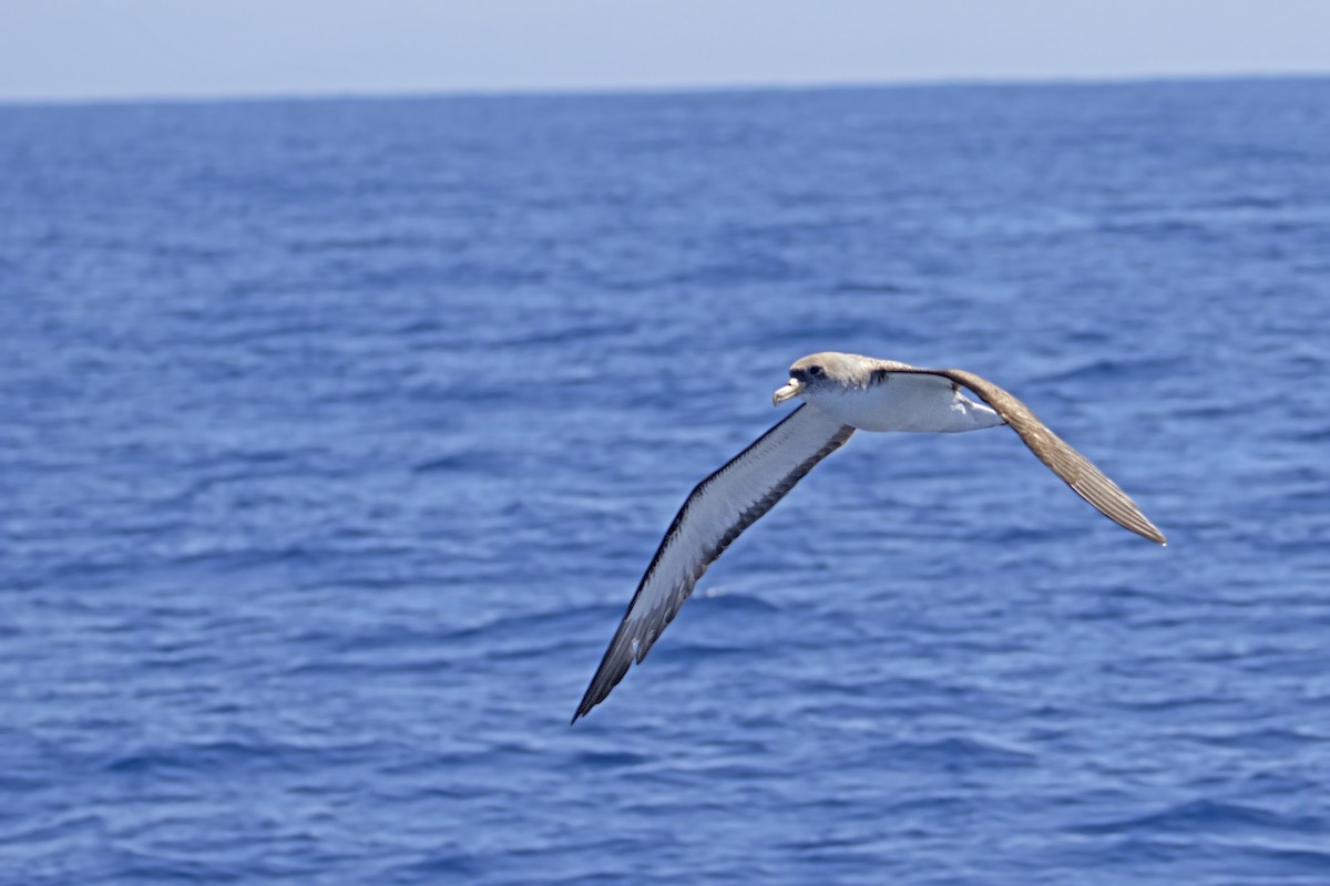 Cory's/Scopoli's Shearwater - ML351907661