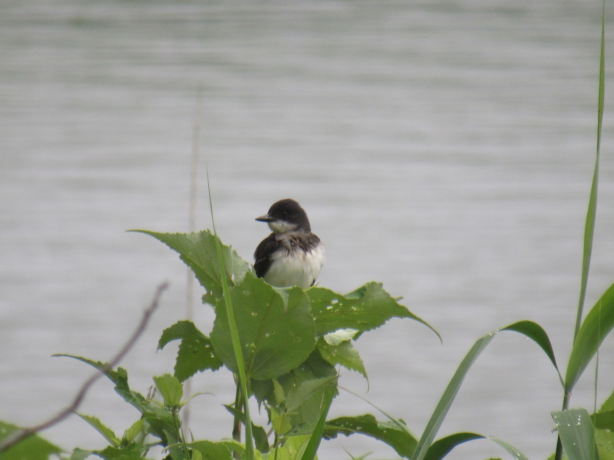 Eastern Kingbird - ML351908181