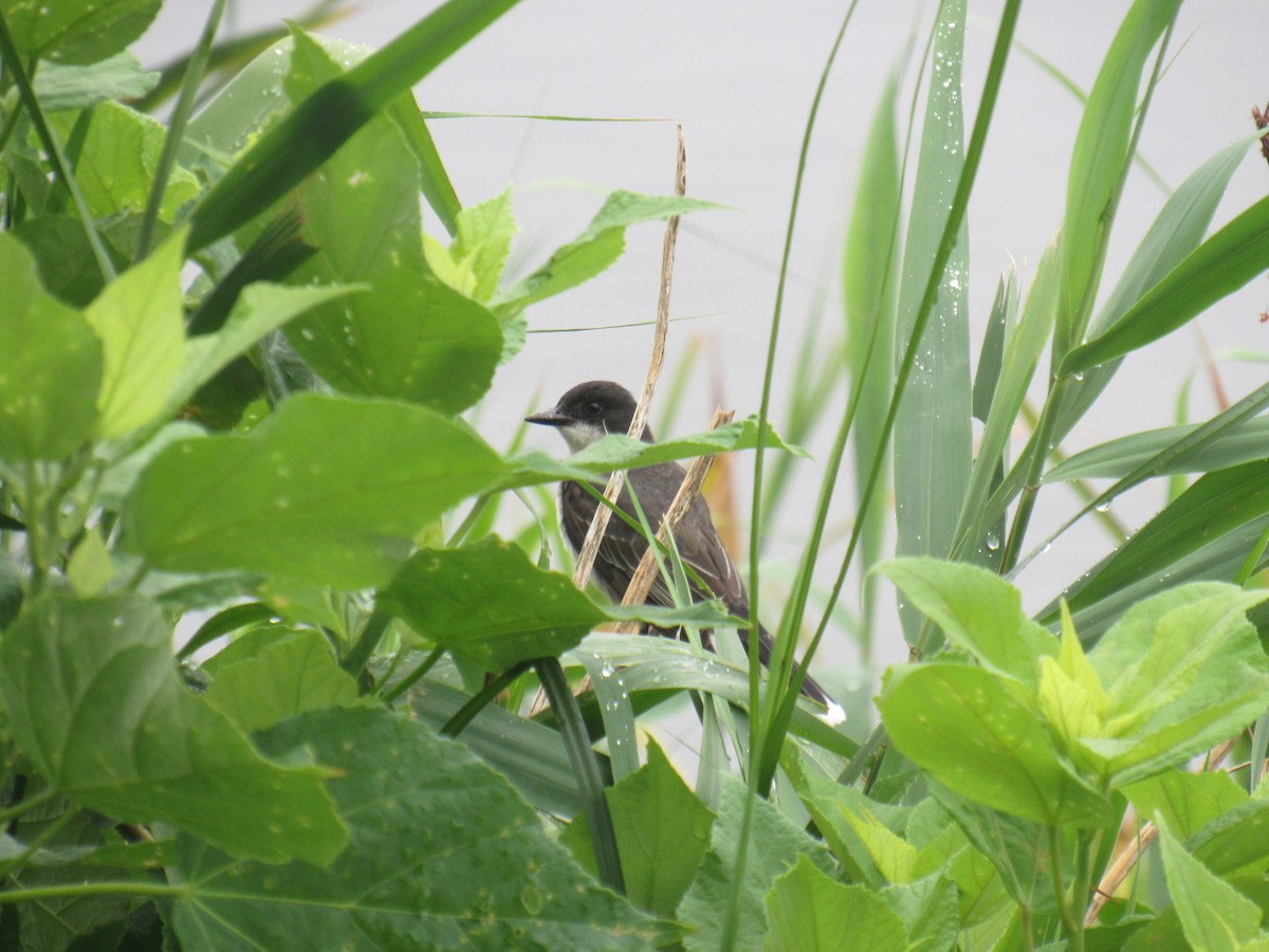 Eastern Kingbird - ML351908201