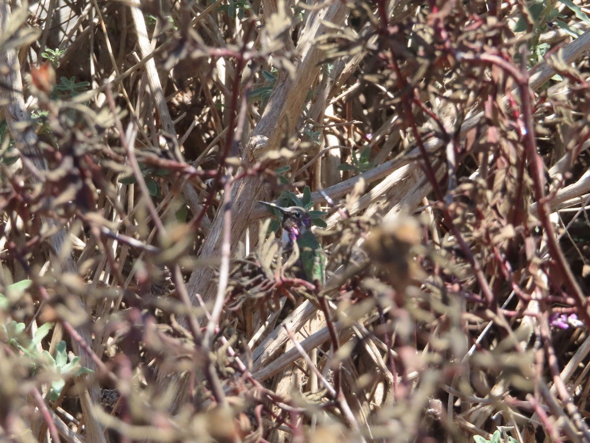Costa's Hummingbird - ML351908361