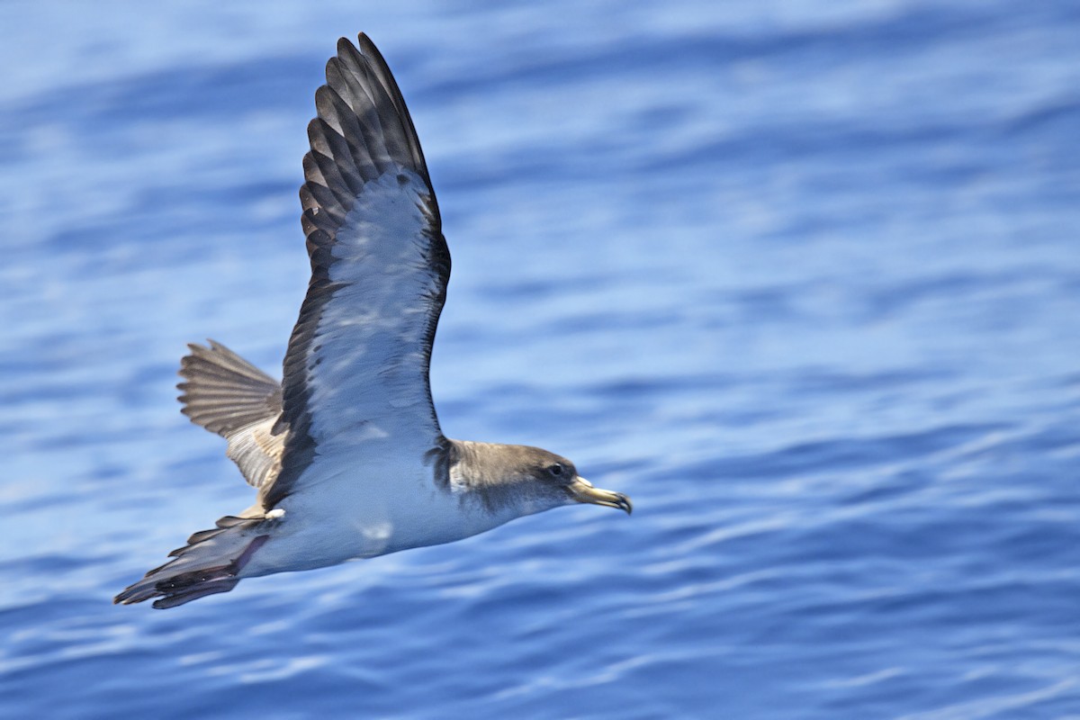 Cory's/Scopoli's Shearwater - ML351908451