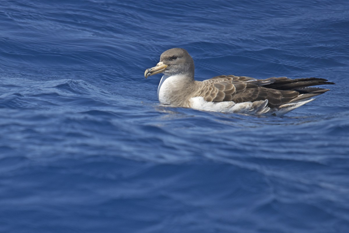 Cory's/Scopoli's Shearwater - ML351908461