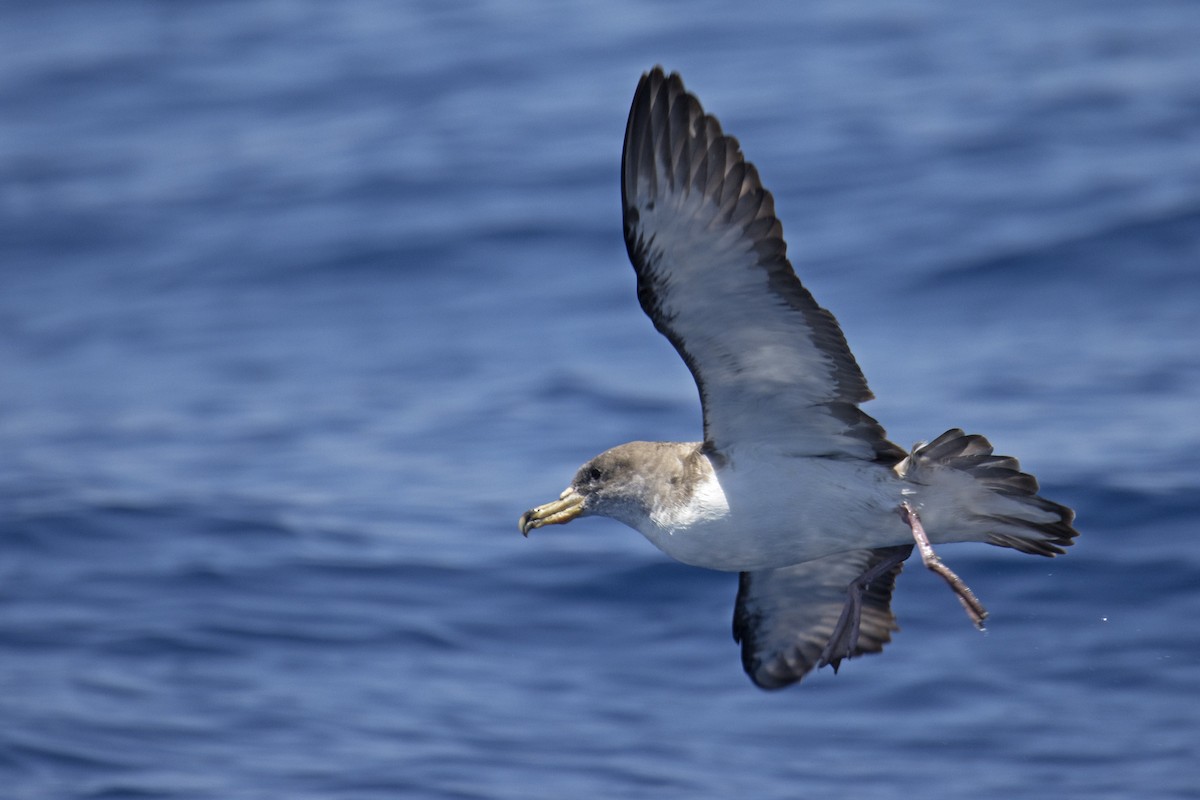 Cory's Shearwater - Joan Cabellos