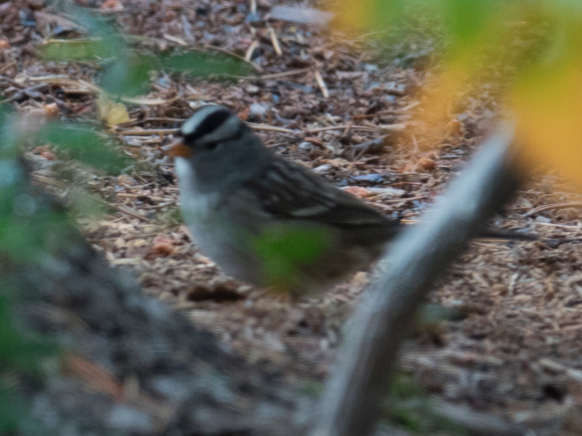 White-crowned Sparrow - ML35190891