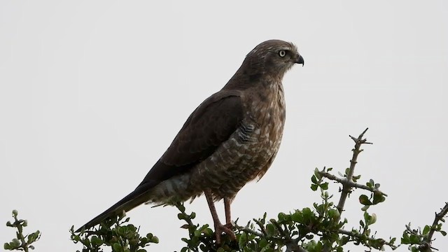 Dark Chanting-Goshawk - ML351908941