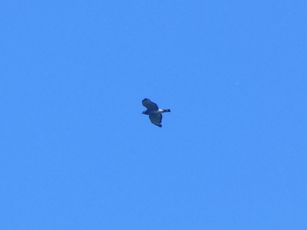 Broad-winged Hawk - ML351909201