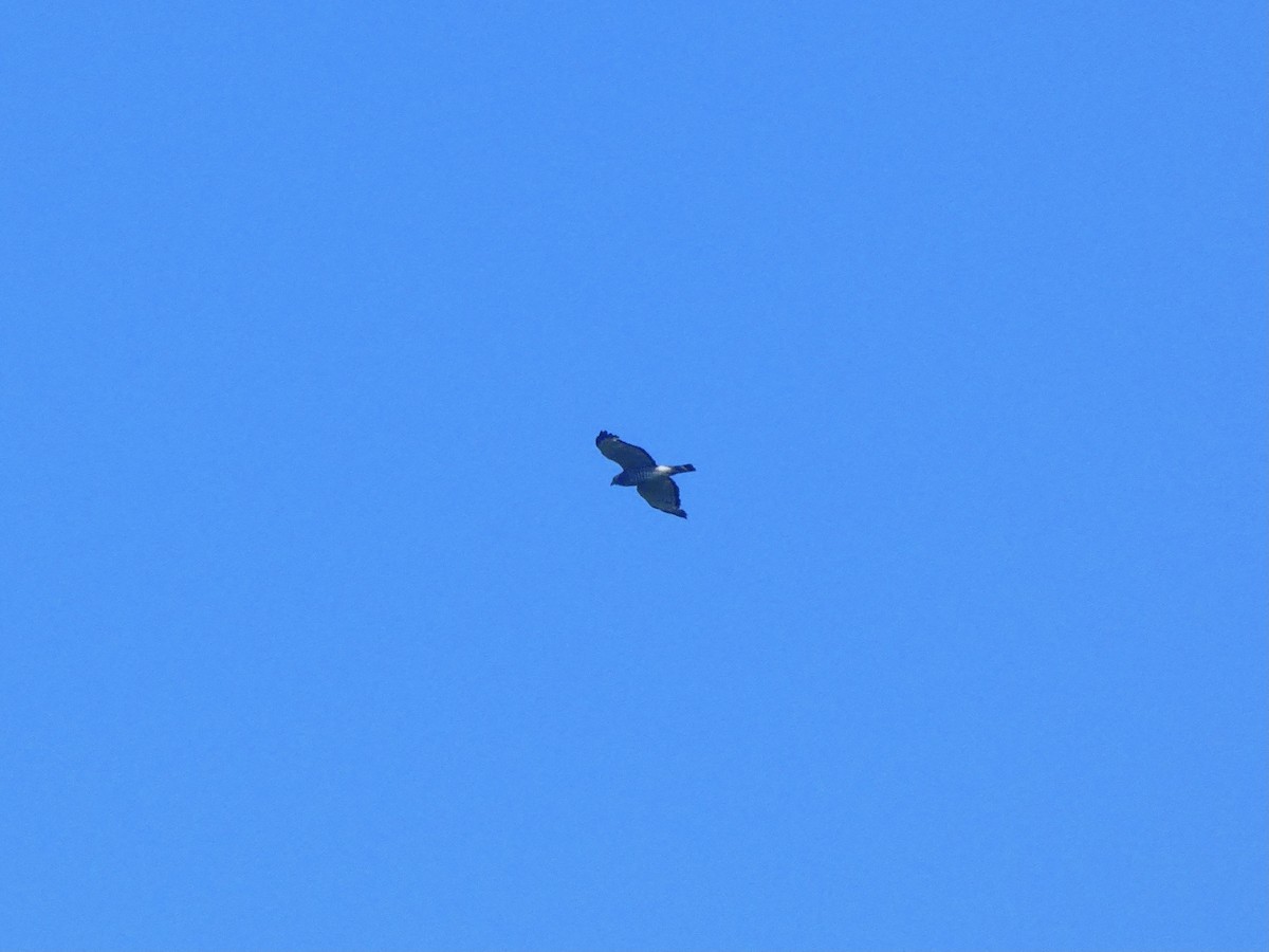 Broad-winged Hawk - ML351909211