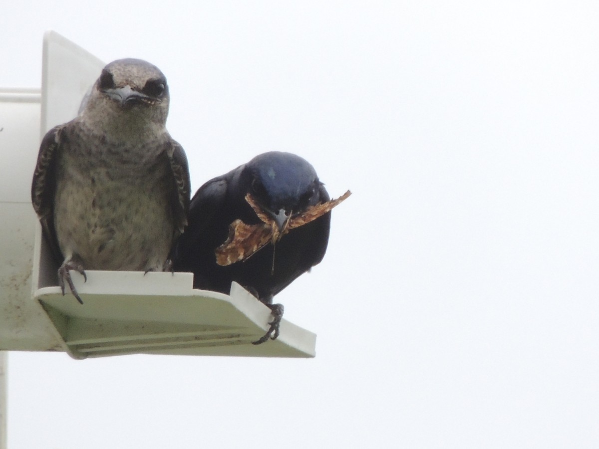 Purple Martin - ML351909261